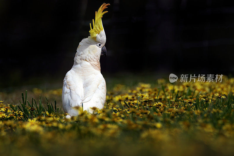 凤头鹦鹉(Cacatua galerita)